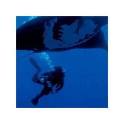 Buceo ·PUERTO VALLARTA, JALISCO
