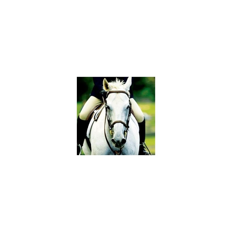 Cabalgata de alta escuela ·TEXCOCO, ESTADO DE MÉXICO
