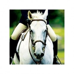 Cabalgata de alta escuela ·TEXCOCO, ESTADO DE MÉXICO