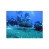 Buceo en Manzanillo