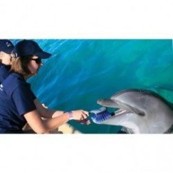 Entrenador de delfines Cancún-QUINTANA ROO