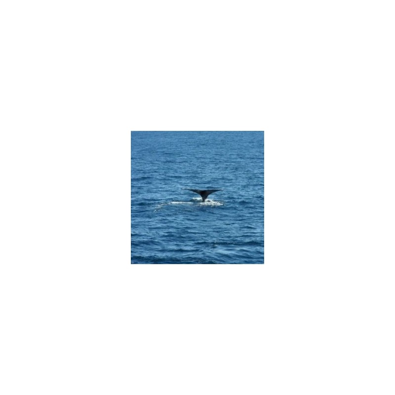 Avistamiento de Ballenas en Cabo San Lucas