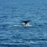 Avistamiento de Ballenas en Cabo San Lucas