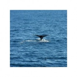 Avistamiento de Ballenas en Cabo San Lucas