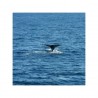 Avistamiento de Ballenas en Cabo San Lucas