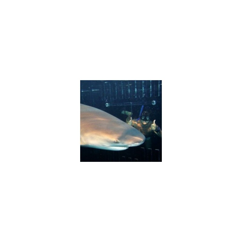 Nado con Tiburones en Cancún