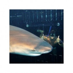 Nado con Tiburones en Cancún