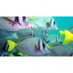 Snorkeling Aca Scuba Acapulco-GUERRERO