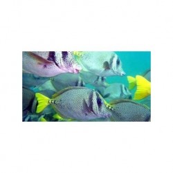 Snorkeling Aca Scuba Acapulco-GUERRERO